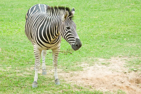 Zebra steht auf dem Feld — Stockfoto
