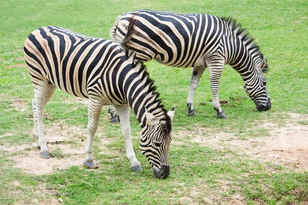 Zebra comendo grama — Fotografia de Stock