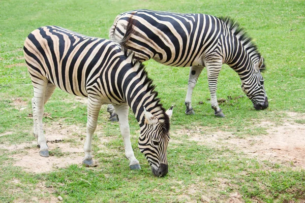 Zebra jedzenia trawy — Zdjęcie stockowe