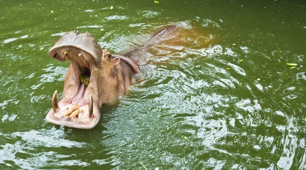 Hipopótamo à espera de se alimentar — Fotografia de Stock