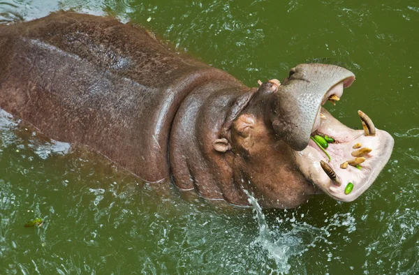 Hipopótamo esperando la alimentación —  Fotos de Stock