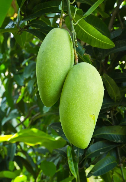Green mango on the tree — Stock Photo, Image