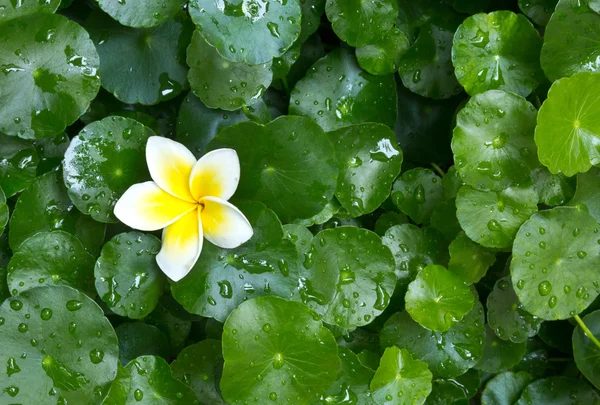 Frangipani flor y Centella planta — Foto de Stock