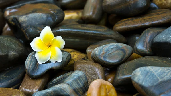 プルメリアの花、岩の上 — ストック写真