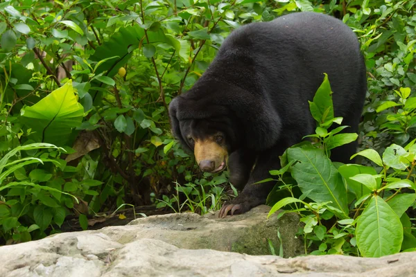 Медовый медведь — стоковое фото