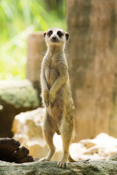 Meerkat — Foto Stock