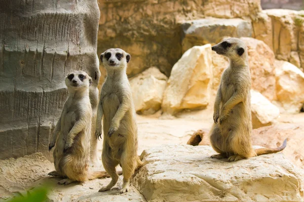 Tre Meerkat — Foto Stock