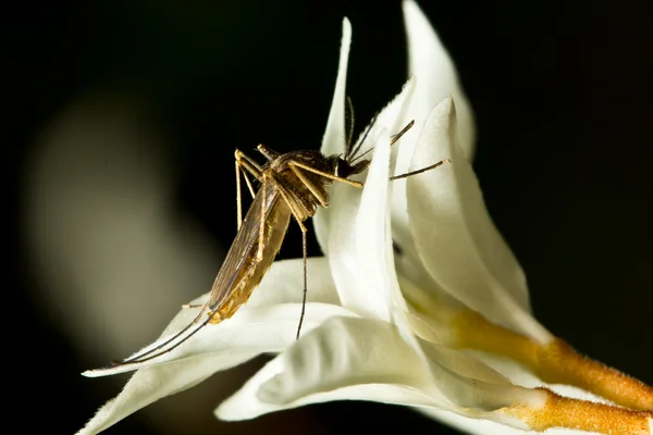 Mücke — Stockfoto