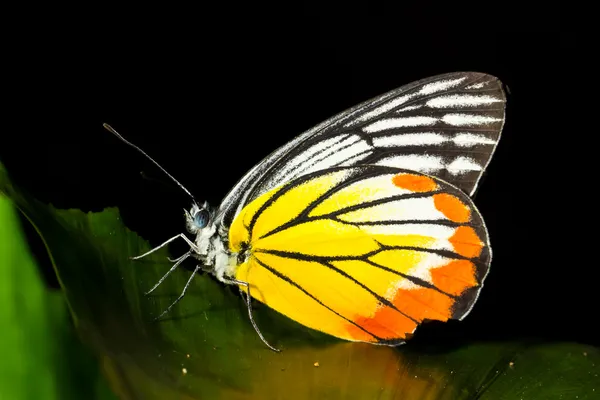 Mariposa colorida — Foto de Stock