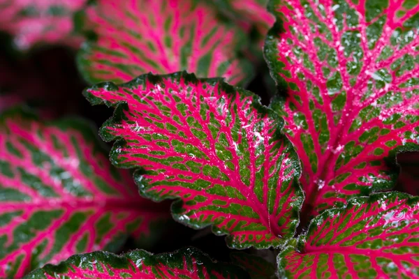 Colorida planta Episcia —  Fotos de Stock