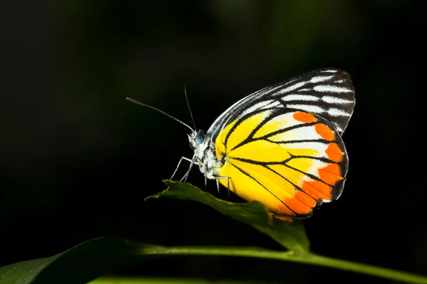 Bunter Schmetterling — Stockfoto