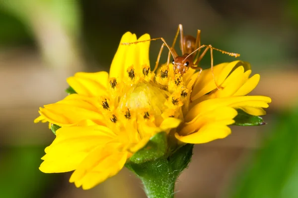 Ant op gele bloem — Stockfoto