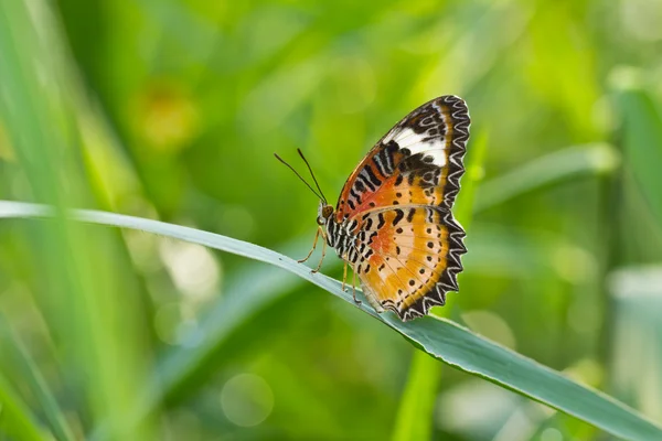 Schmetterling im grünen Feld — Stockfoto
