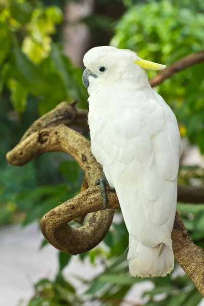 Cockatoo on the perch — Stock Photo, Image