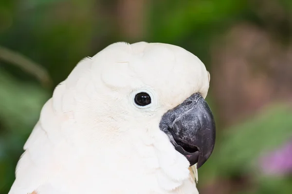 Cockatoo close up — Stock Photo, Image