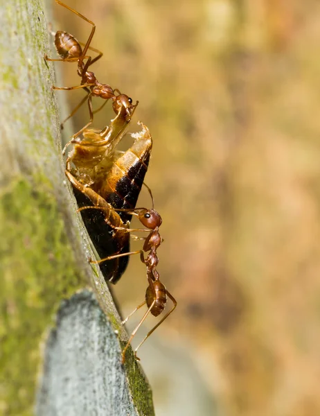 两只运载食物的红蚂蚁 — 图库照片