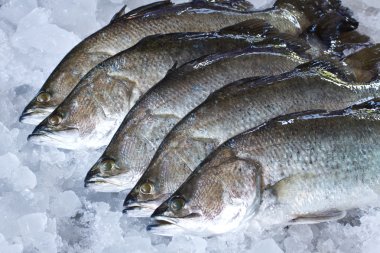 Fresh Seabass chilled on ice clipart