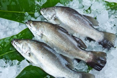Fresh Seabass place on banana leaf and chilled on ice clipart