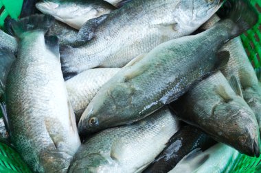 sepet içinde taze levrek