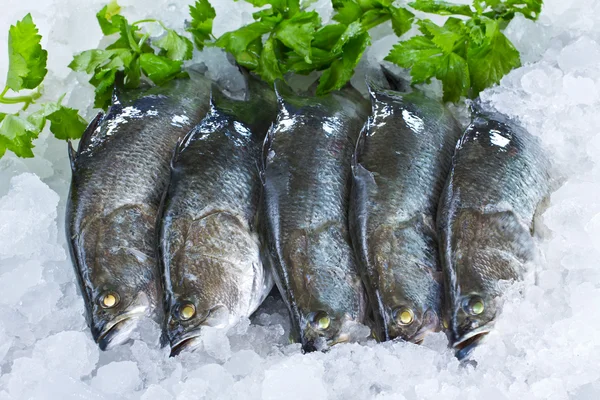 Fresh Seabass and vegetable chilled on ice — Stock Photo, Image