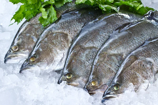 Fresh Seabass and vegetable chilled on ice — Stock Photo, Image