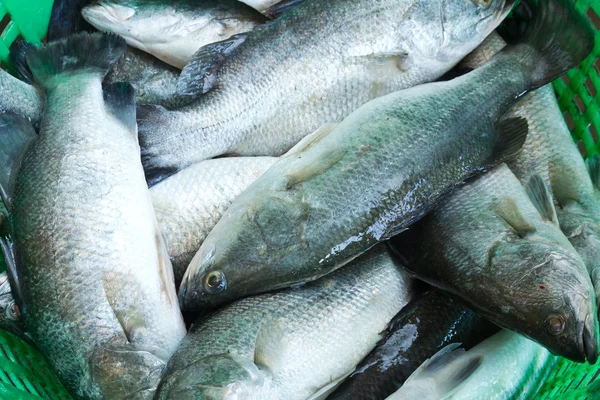 Fresh Seabass in basket — Stock Photo, Image