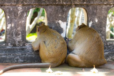mesh çit dışında arayan iki maymun