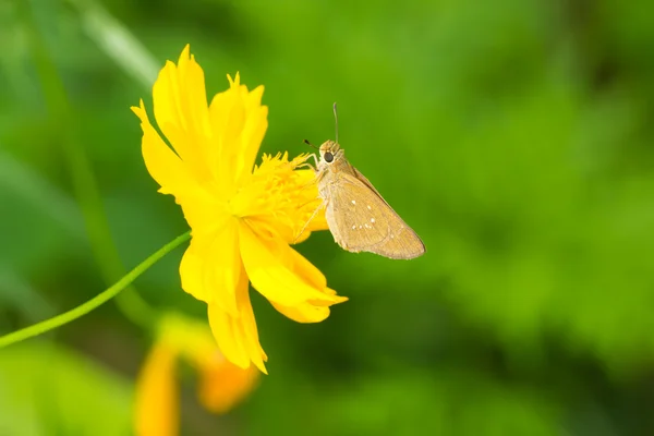 Motyl na kosmos kwiat — Zdjęcie stockowe