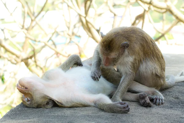 猴子的跳蚤检查 — 图库照片