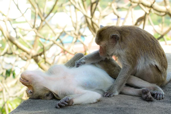 Controllo delle scimmie delle pulci — Foto Stock