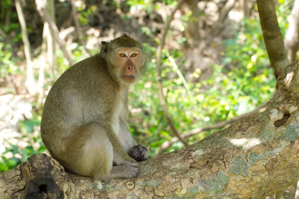Małpa siedząca na drzewie — Zdjęcie stockowe