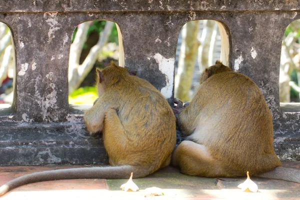 mesh çit dışında arayan iki maymun