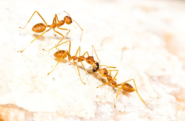 红蚂蚁携带食物 — 图库照片