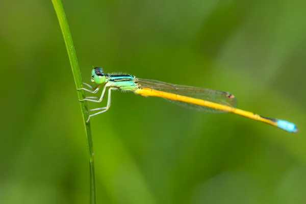 Dragonfly — Stock Photo, Image