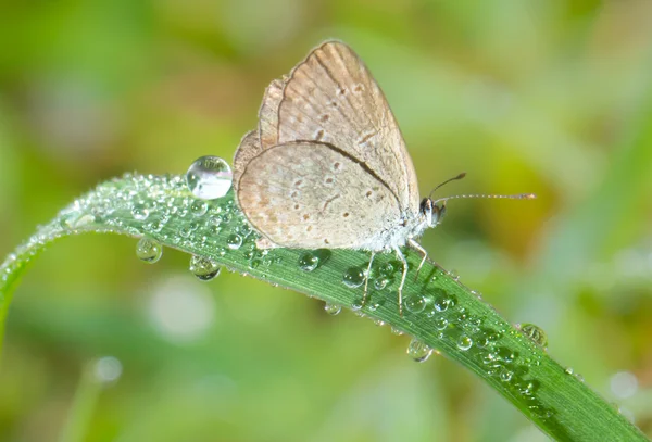 Borboleta na grama verde com orvalho — Fotografia de Stock