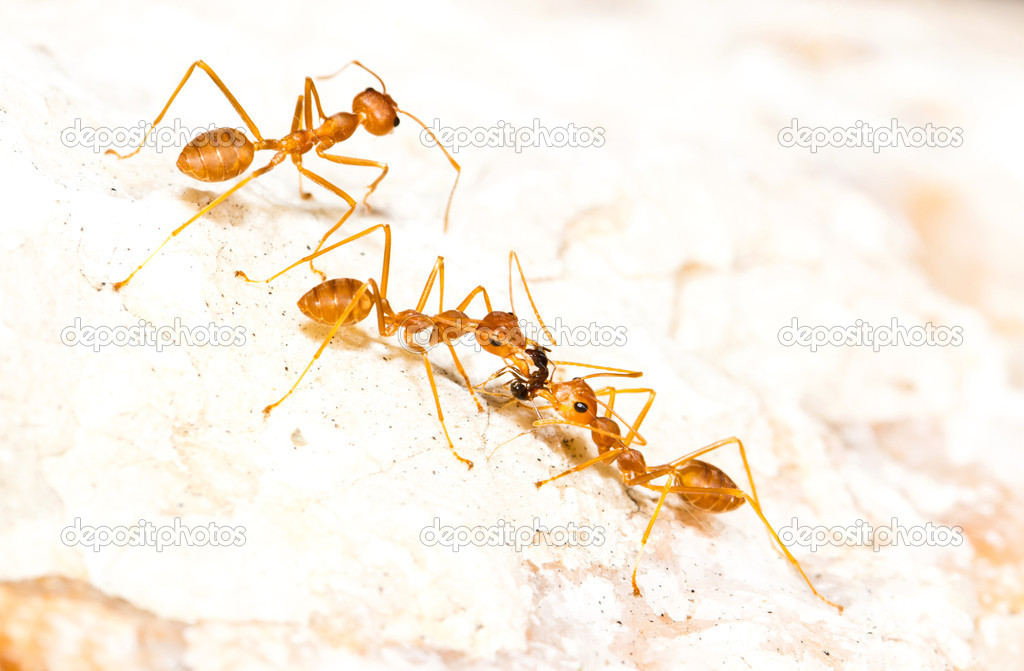 Red ants carrying food