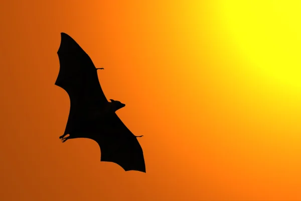 Silhouette of Flying fox — Stock Photo, Image