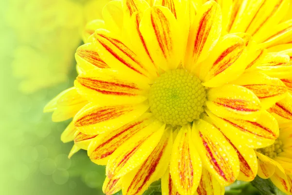 Fleur de chrysanthème jaune — Photo