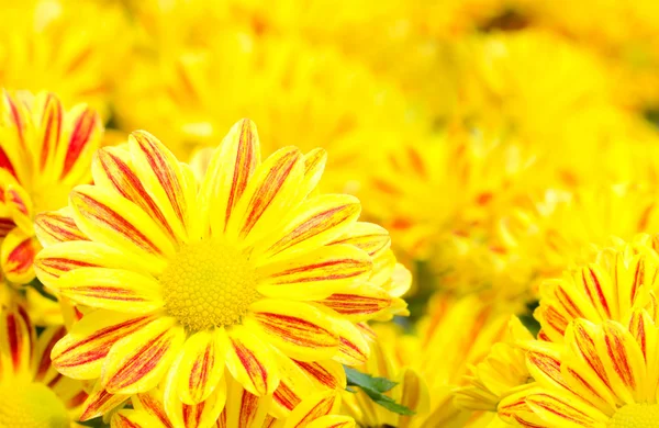 Желтый цветок хризантемы — стоковое фото