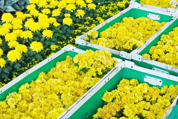 Flor amarela em caixas — Fotografia de Stock