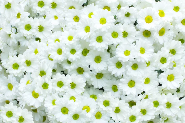 Witte chrysant bloem — Stockfoto