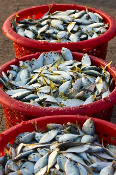 Grondstof vis in manden — Stockfoto
