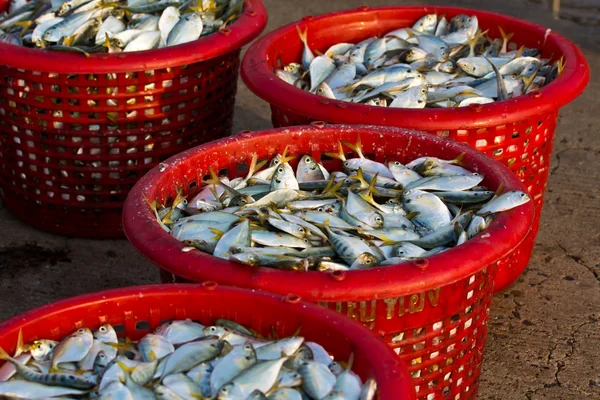 Raw material fish in baskets — Stock Photo, Image