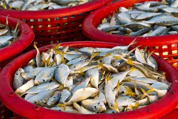 Raw material fish in baskets — Stock Photo, Image