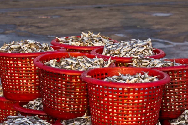 Raw material fish in baskets — Stock Photo, Image