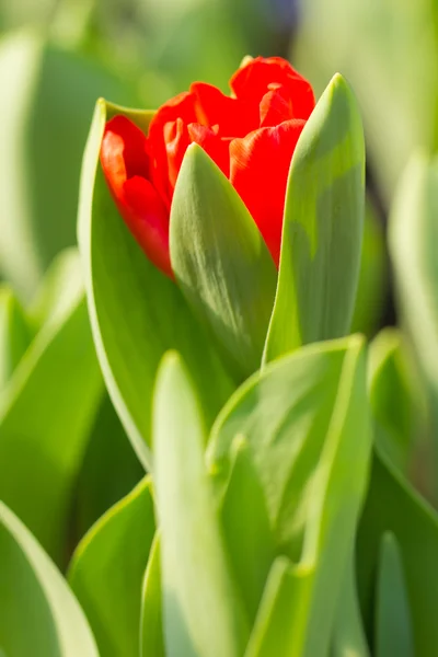 Red Tulip — Stock Photo, Image