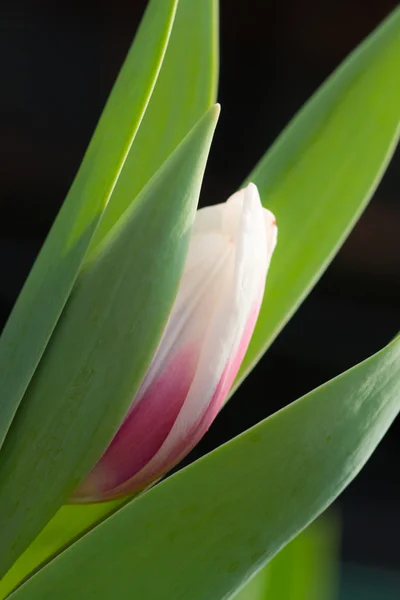 Pink Tulip — Stock Photo, Image