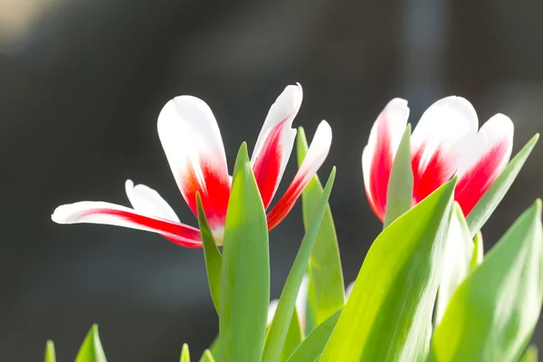 Red Tulip — Stock Photo, Image