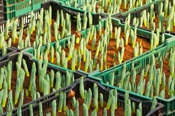 Tulip seedling — Stock Photo, Image