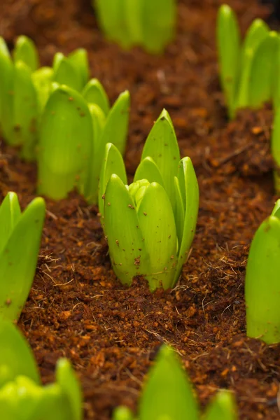 Hyacinth seedling — Stock Photo, Image